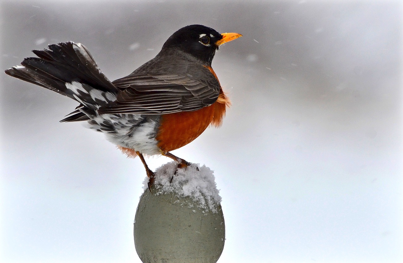 american robin  bird  fauna free photo