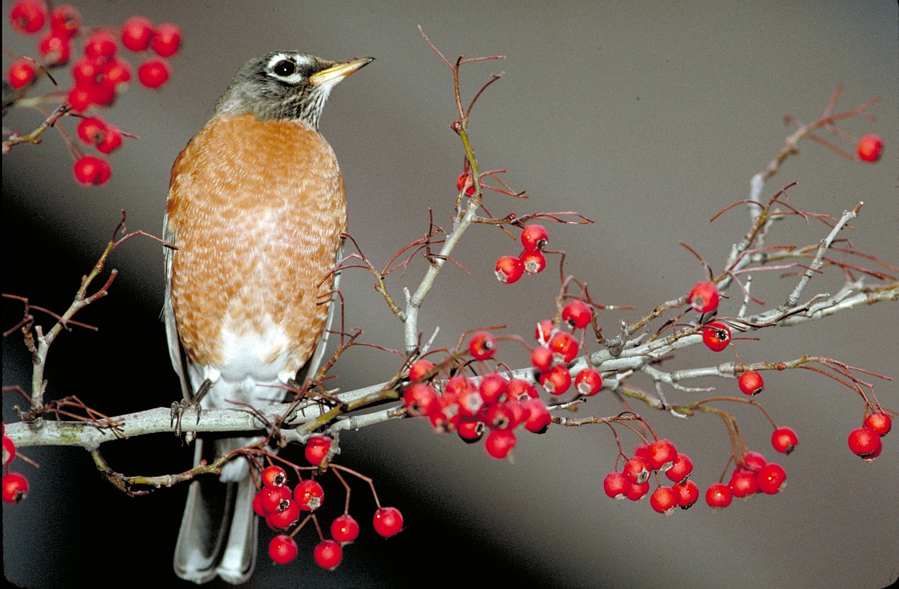 american robin bird perched free photo