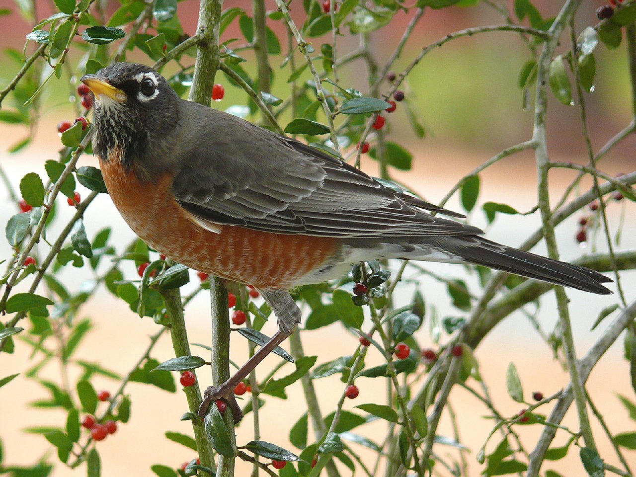 american robin bird perched free photo