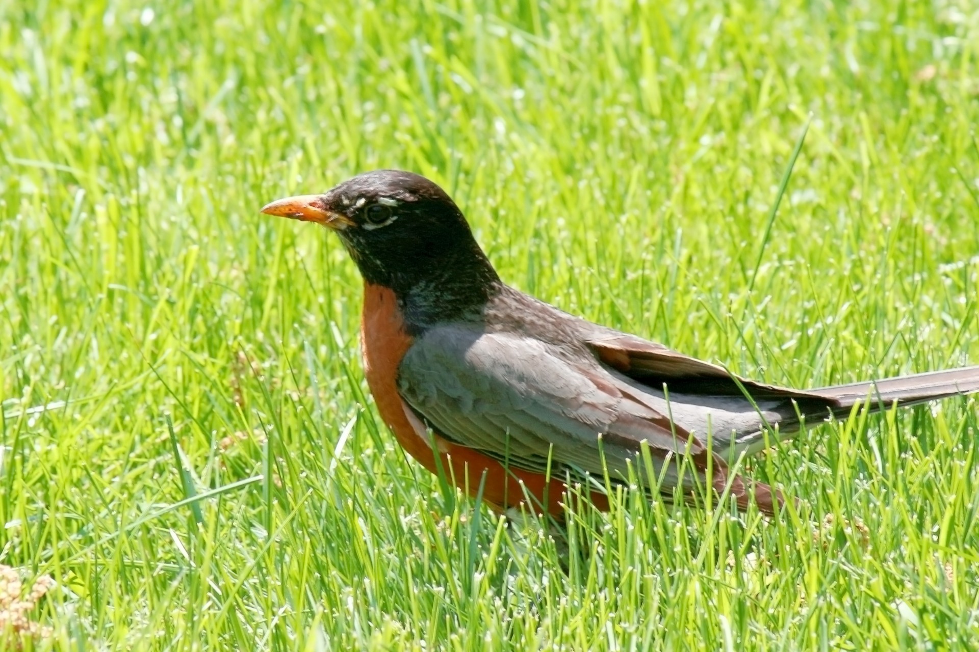 bird robin american robin free photo