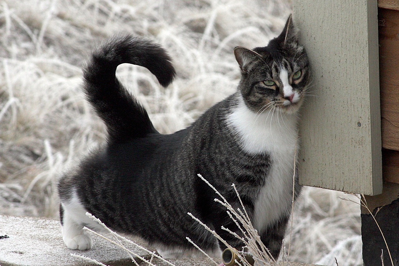 American Shorthair Cat Domestic Cat Cat Short Hair Black Free