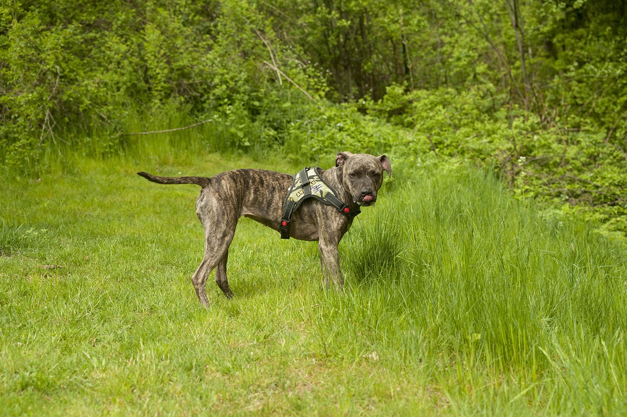 american staffordshire dog meadow free photo