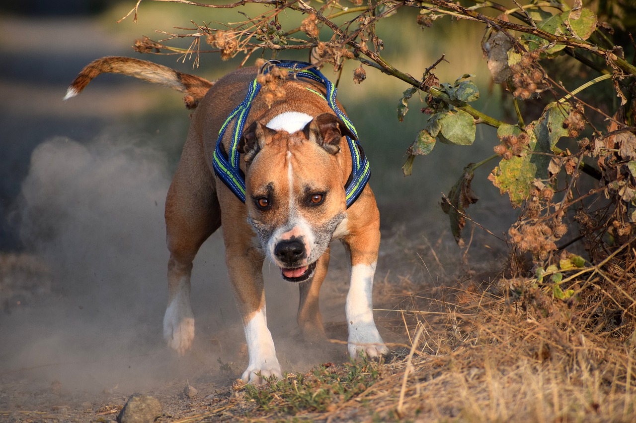 american staffordshire terrier  amstaff  pitbull free photo