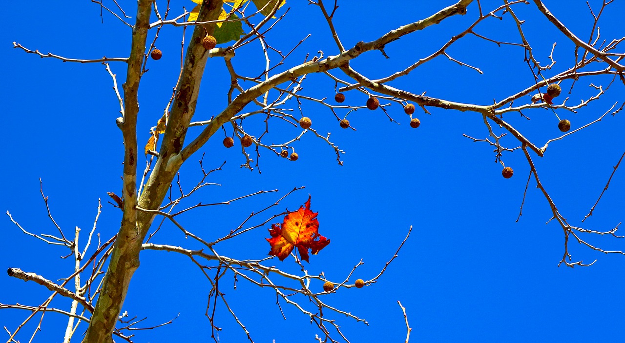 american sycamore banana western banana of virginia free photo