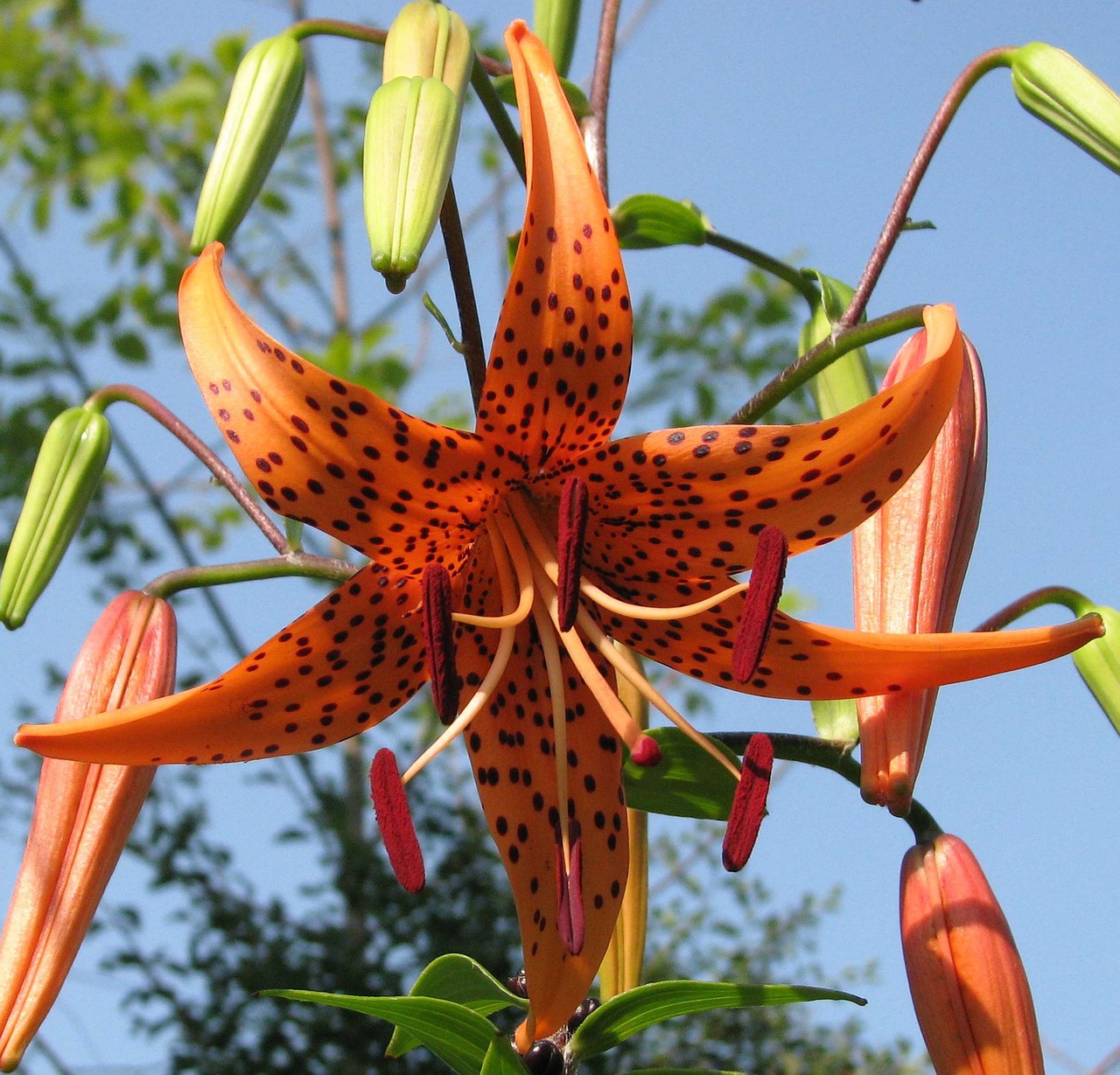 american tiger lily turban lily swamp lily free photo