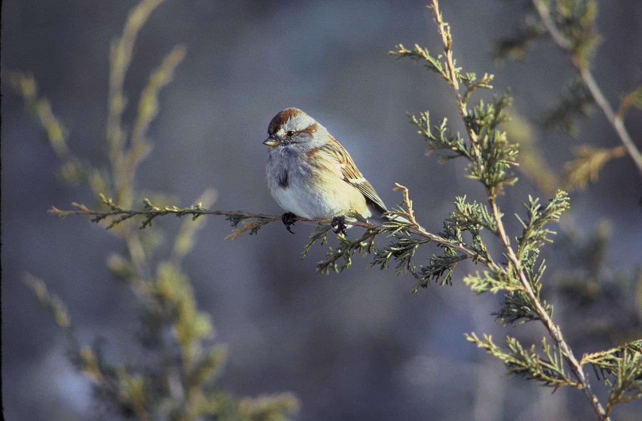 american tree sparrow bird wildlife free photo