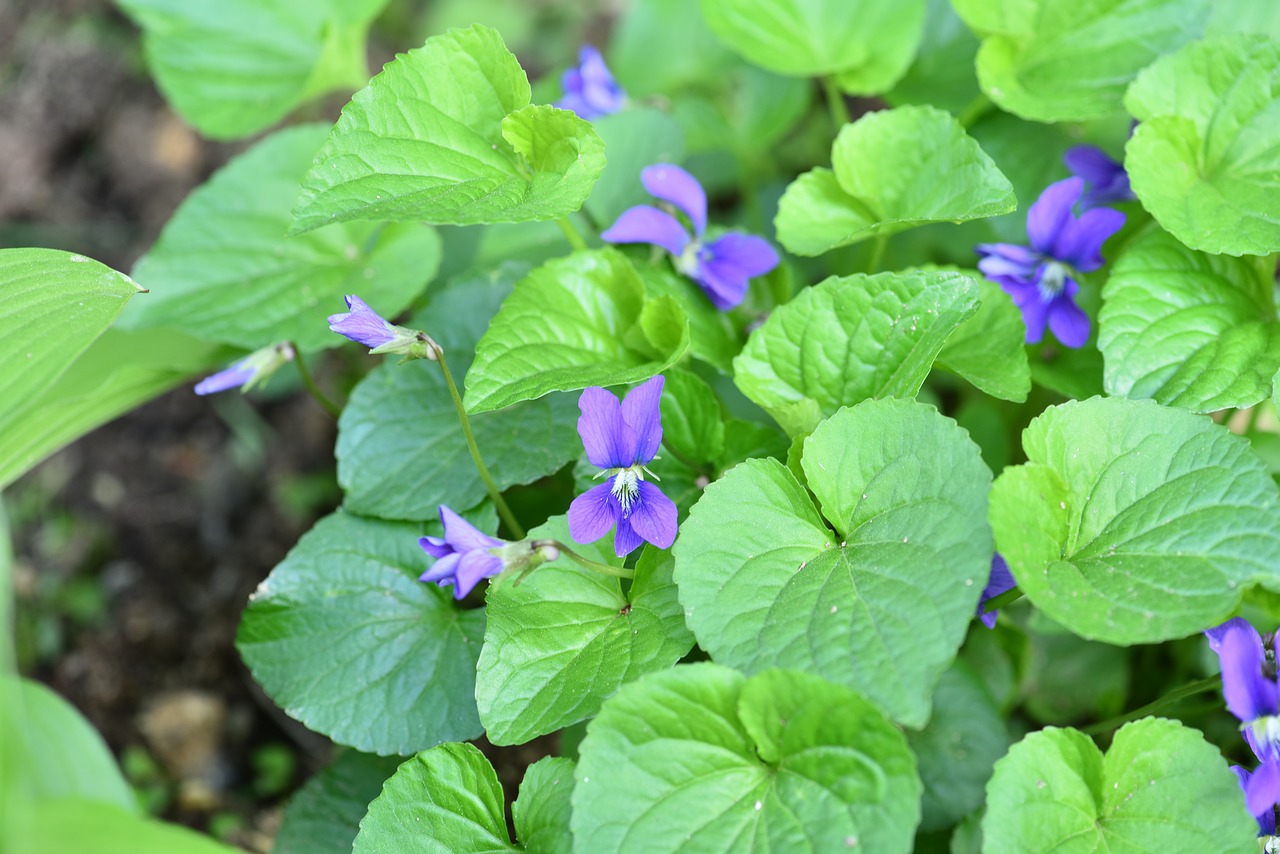 american violet  purple  garden free photo