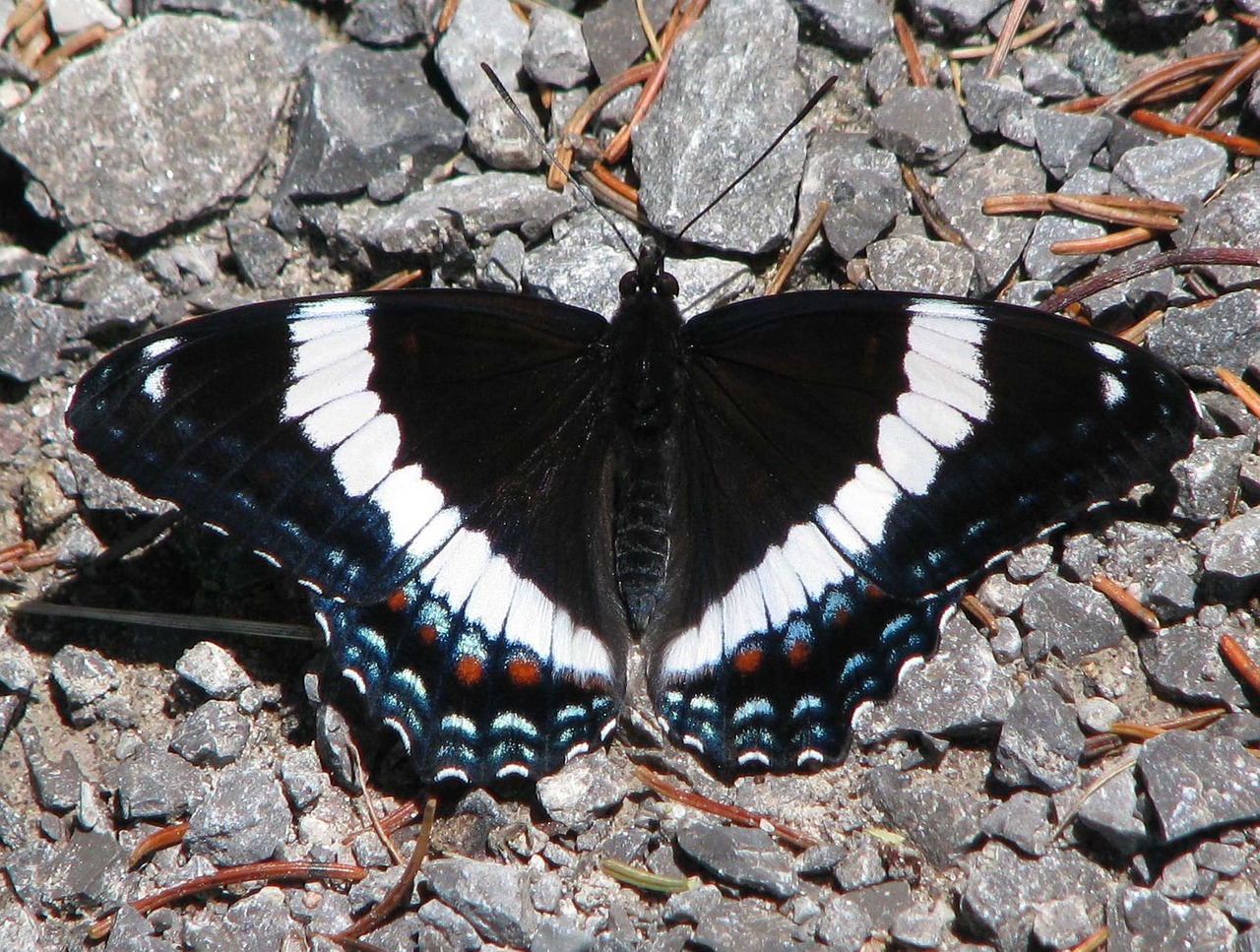 american white admiral limenitis arthemis butterfly free photo