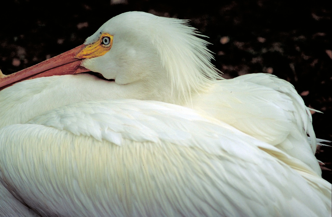 american white pelican bird close up free photo