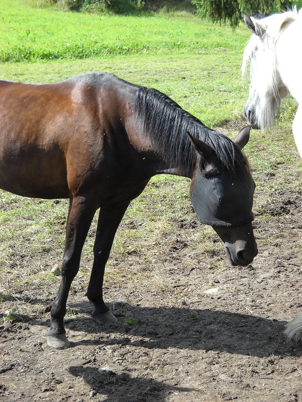 amerikanravuri any warm-blooded race horse free photo