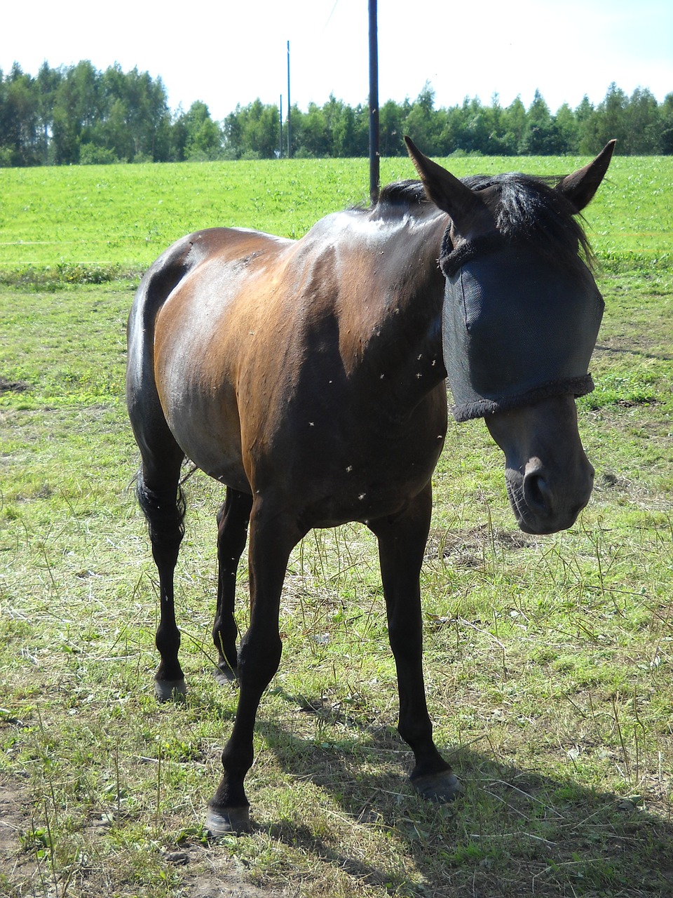 amerikanravuri any warm-blooded race horse free photo