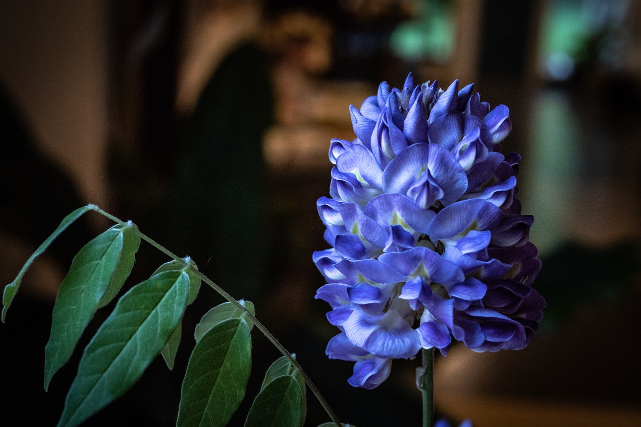 amethyst falls wisteria  flower  spring free photo