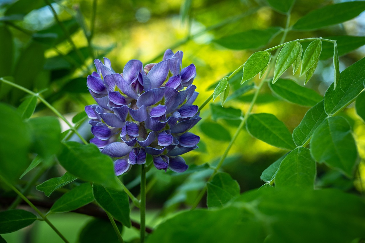 amethyst falls wisteria  flower  spring free photo