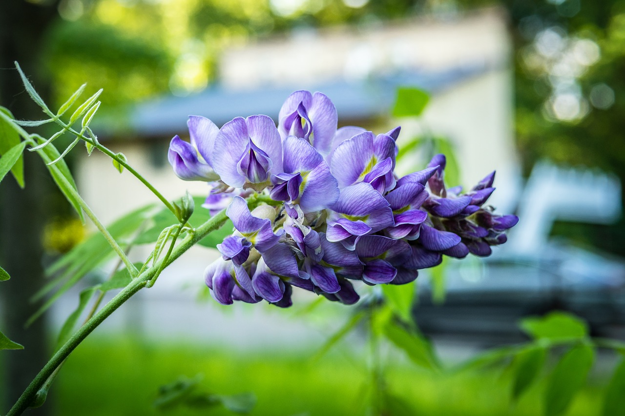 amethyst falls wisteria  flower  spring free photo