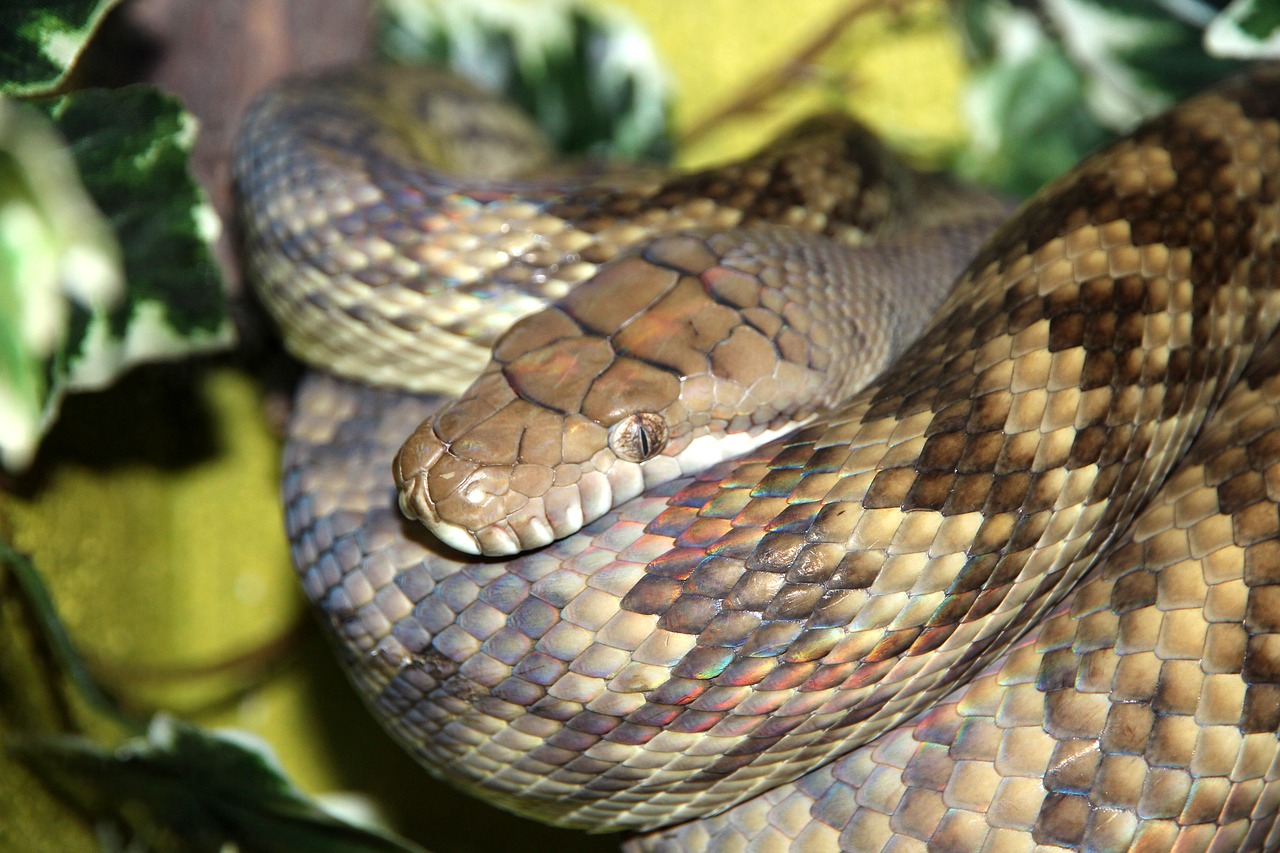 amethyst python snake python free photo