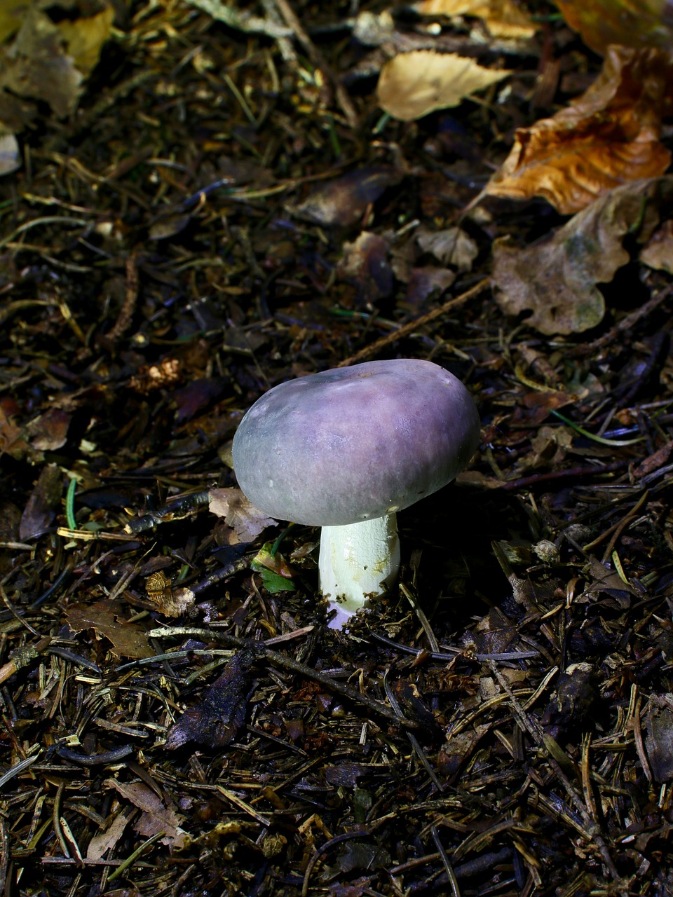 amethyst russula mushroom autumn free photo