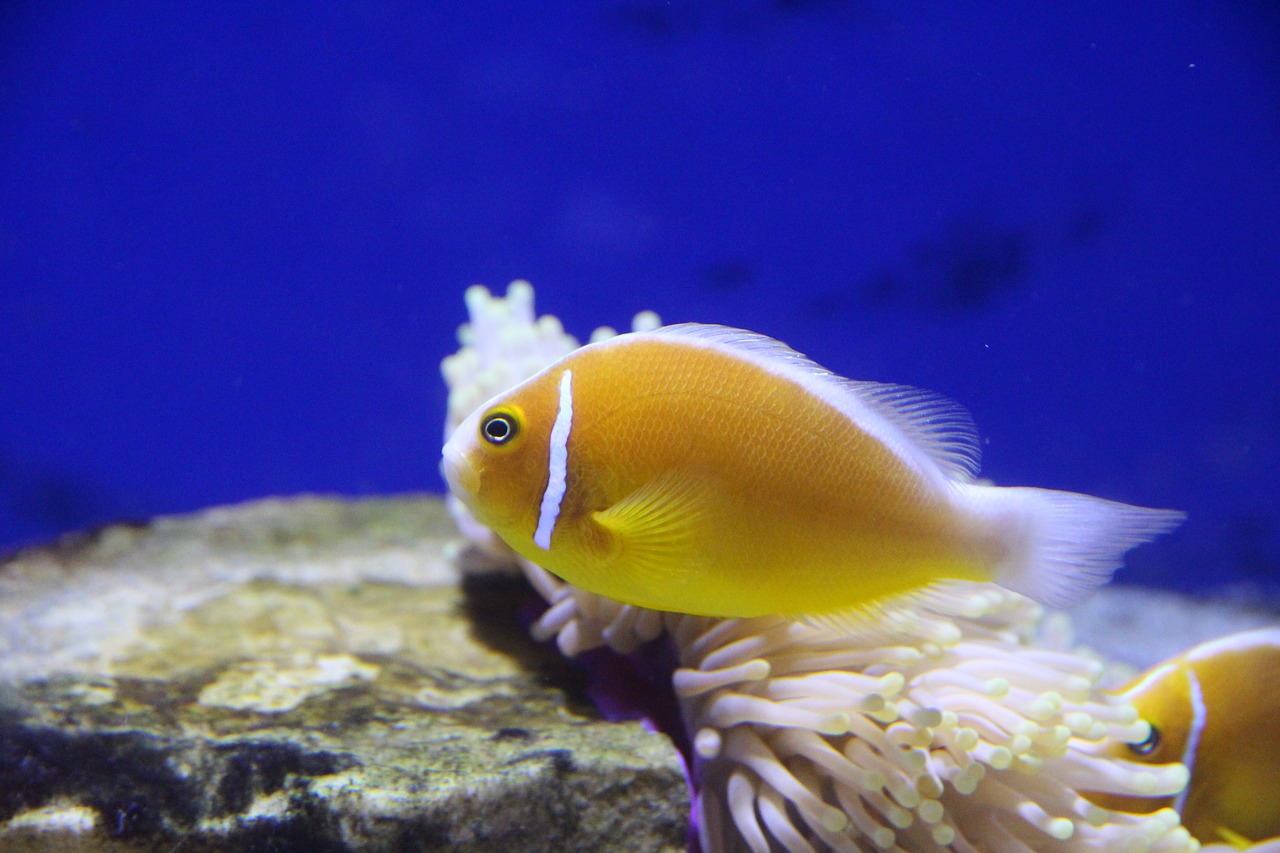amfiprion clown fish pink clown free photo