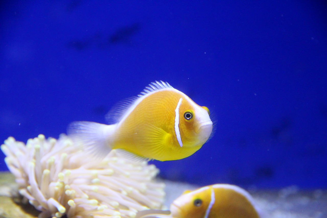 amfiprion  clown fish  pink clown free photo