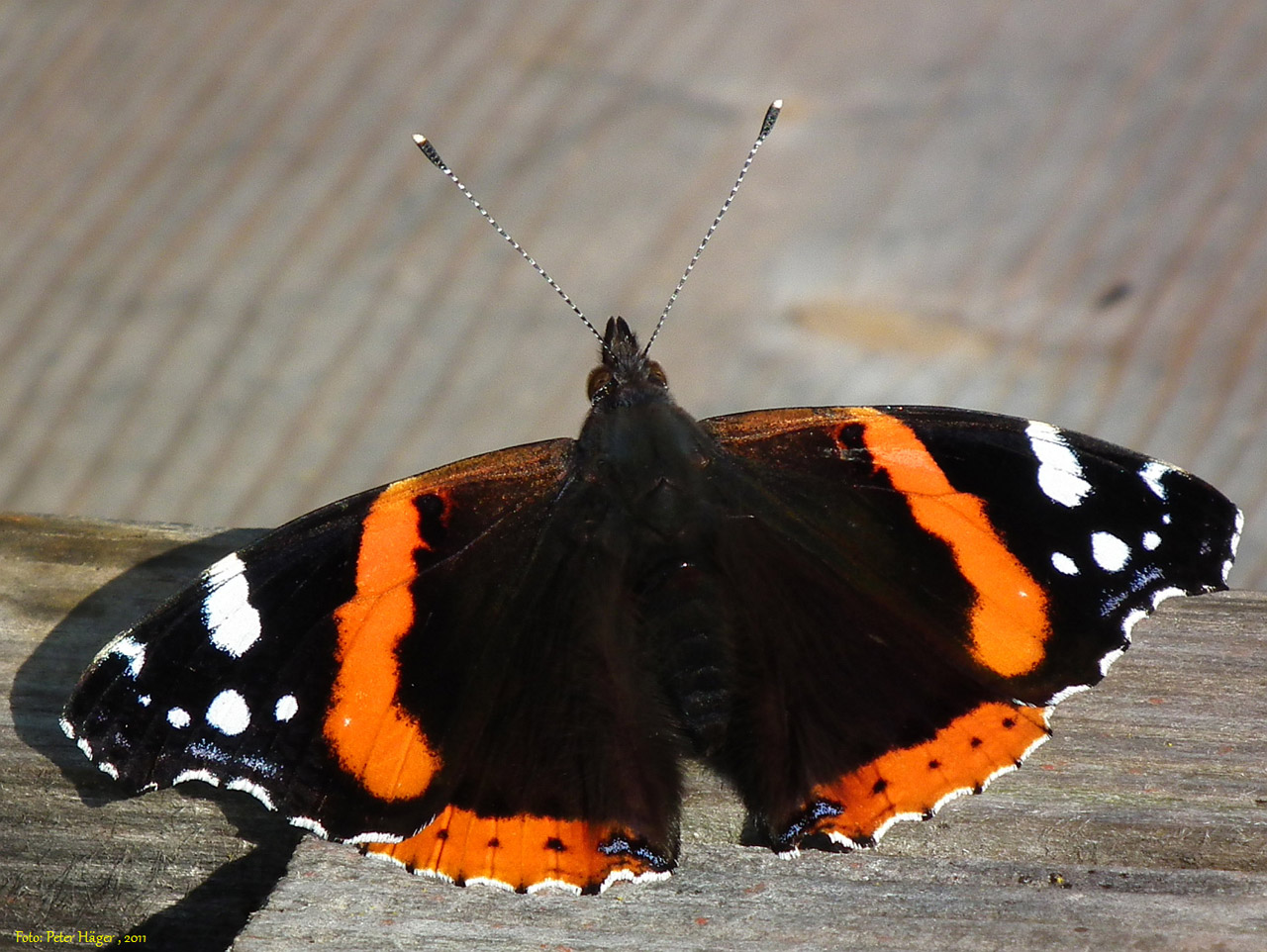 red admiral butterfly free photo