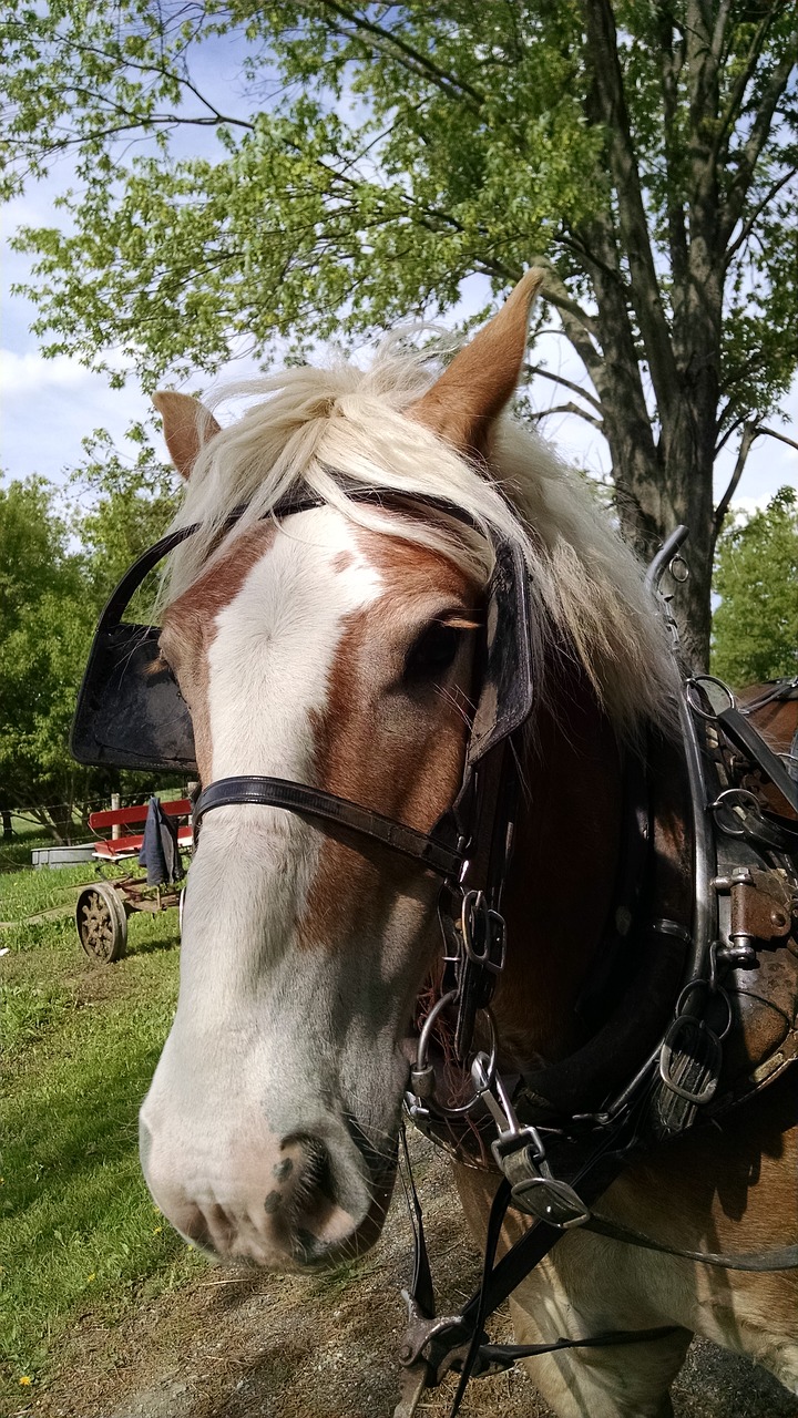amish horse farm free photo