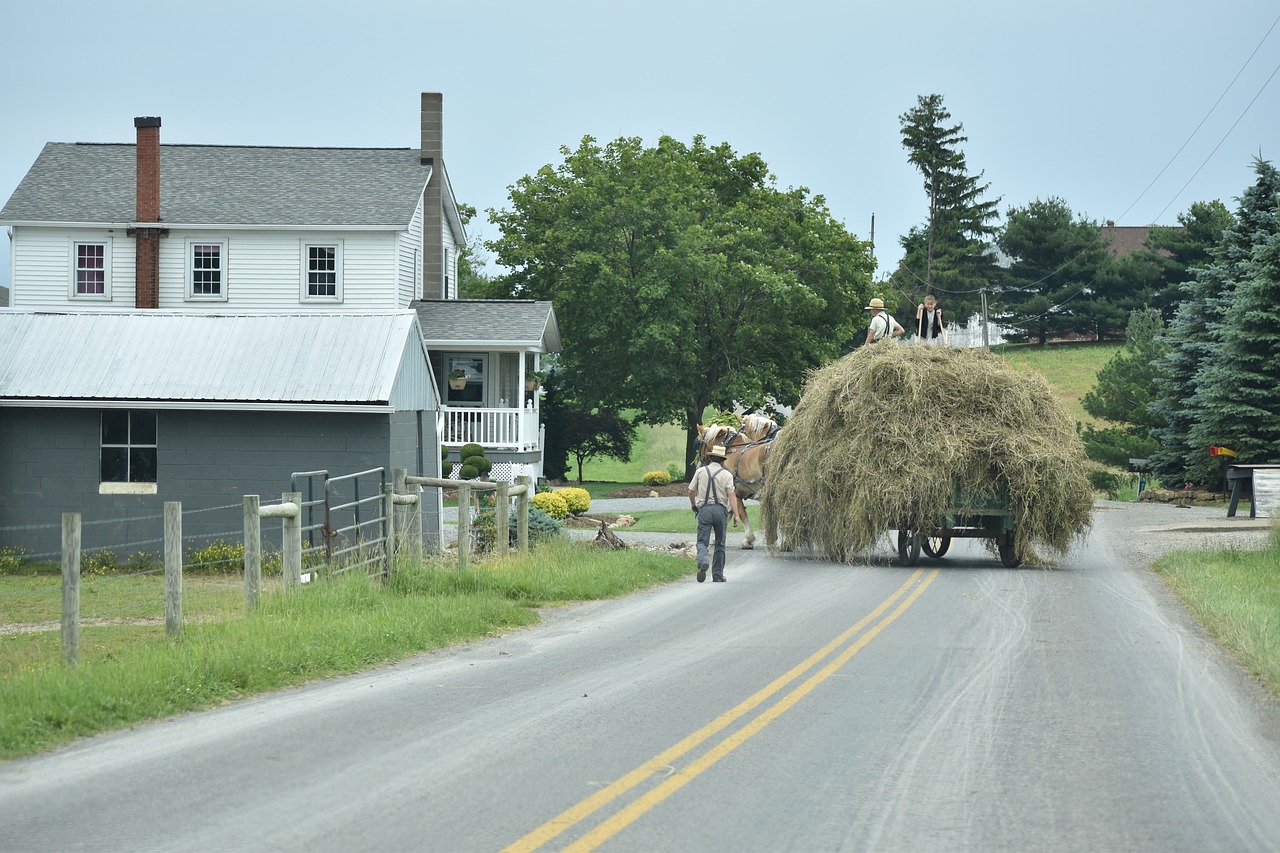 amish hay farming free photo