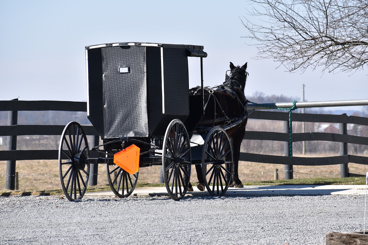 amish buggy amish buggy free photo