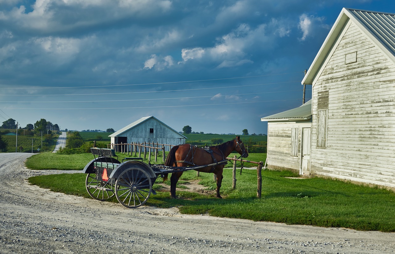 amish  horse and buggy  transportation free photo