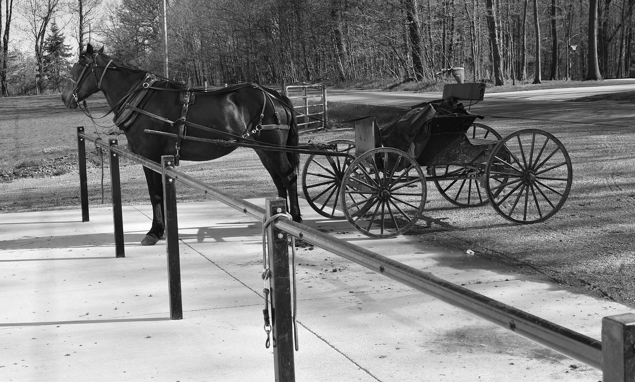 amish  buggy  horse free photo