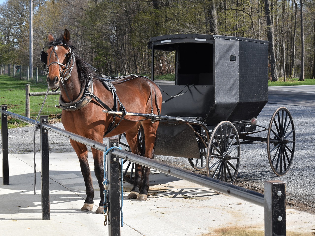 amish  buggy  horse free photo