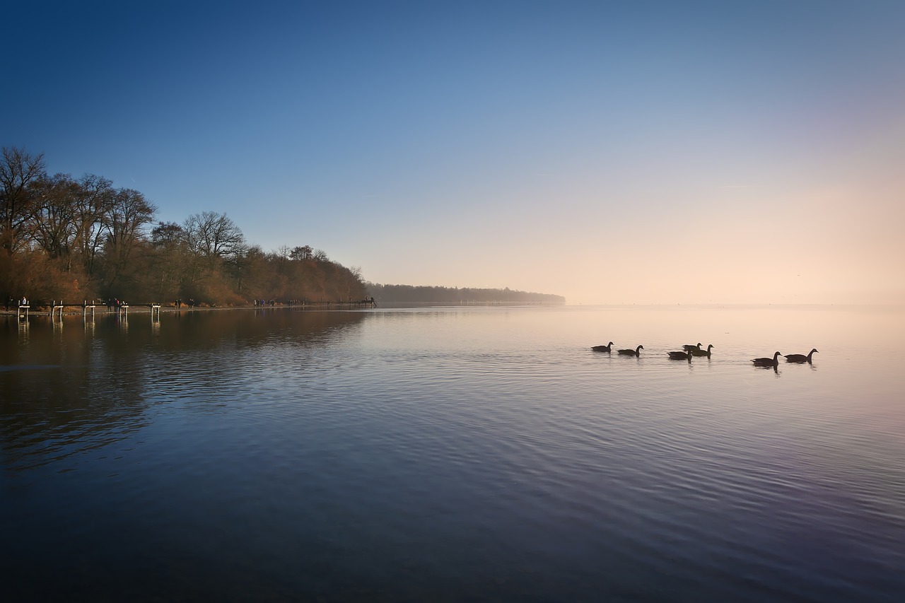 ammersee fog ducks free photo