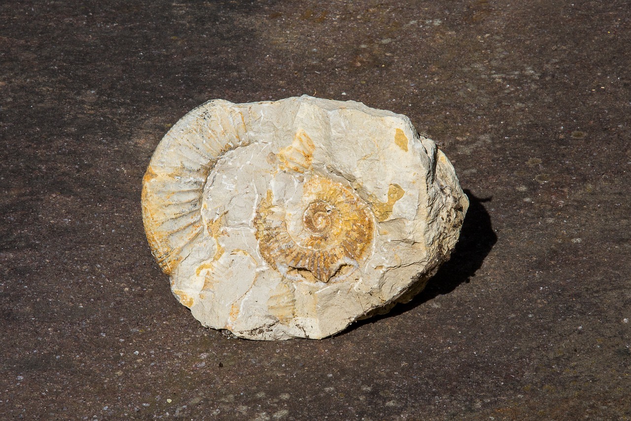 ammonit petrification fossil free photo