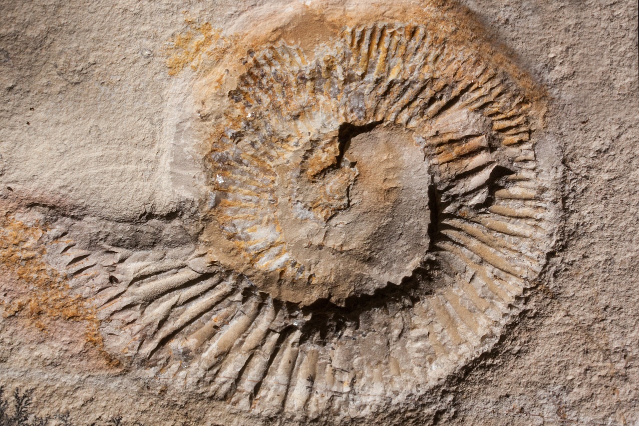ammonit ammonoidea extinct free photo
