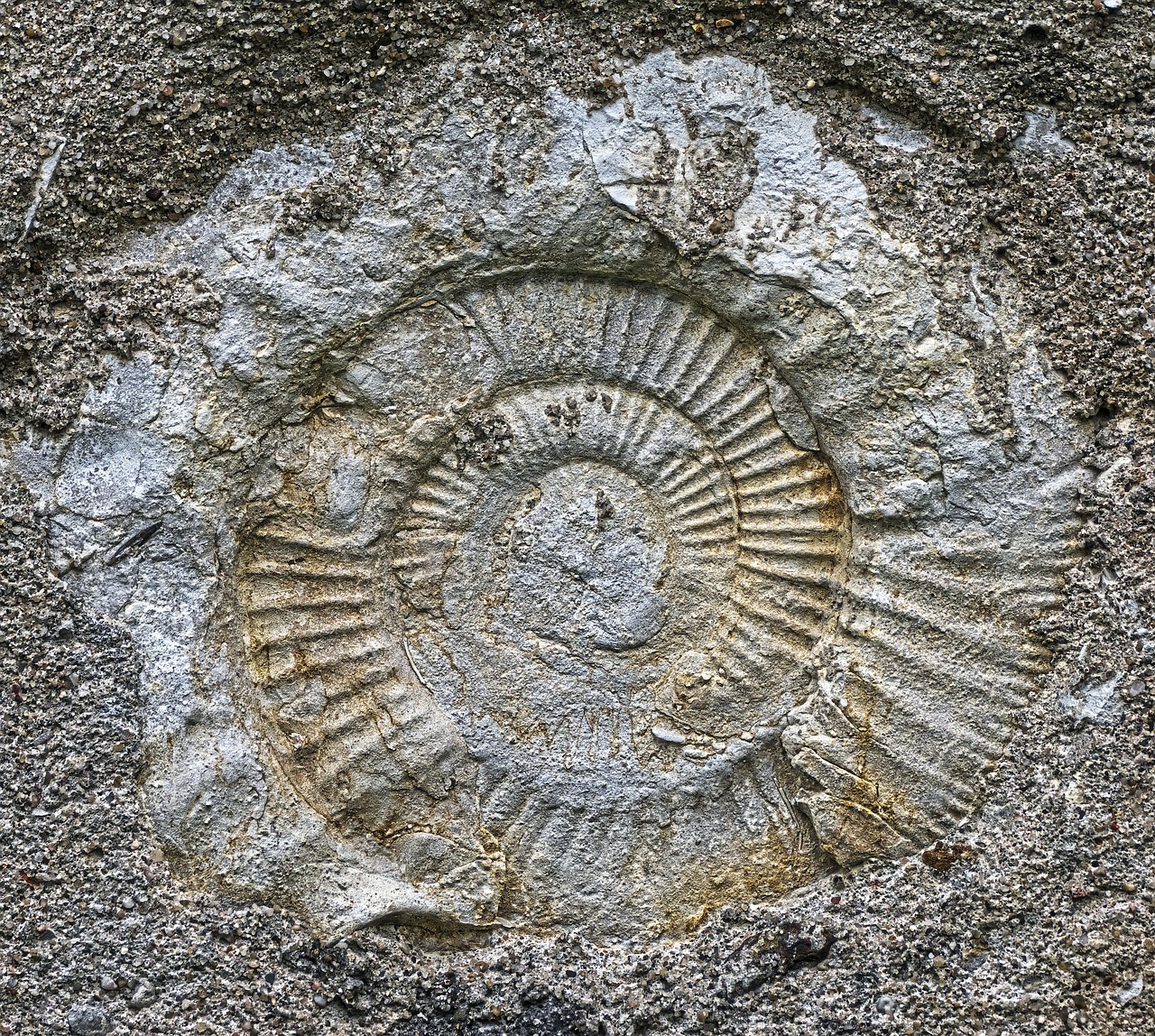 ammonit fossil petrification free photo