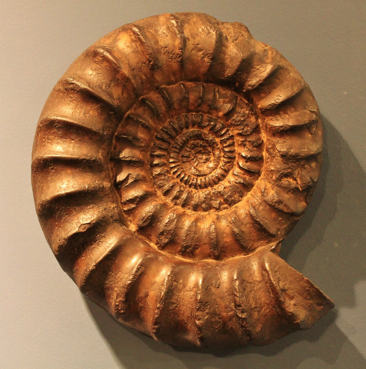 ammonit petrification fossil free photo