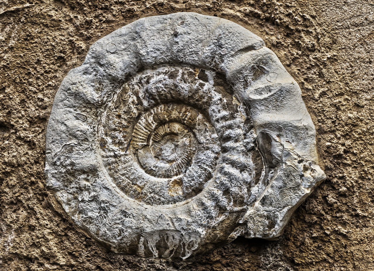 ammonit fossil petrification free photo