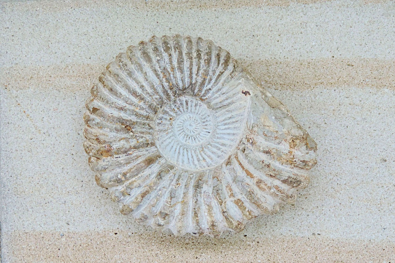 ammonit petrification prehistoric times free photo