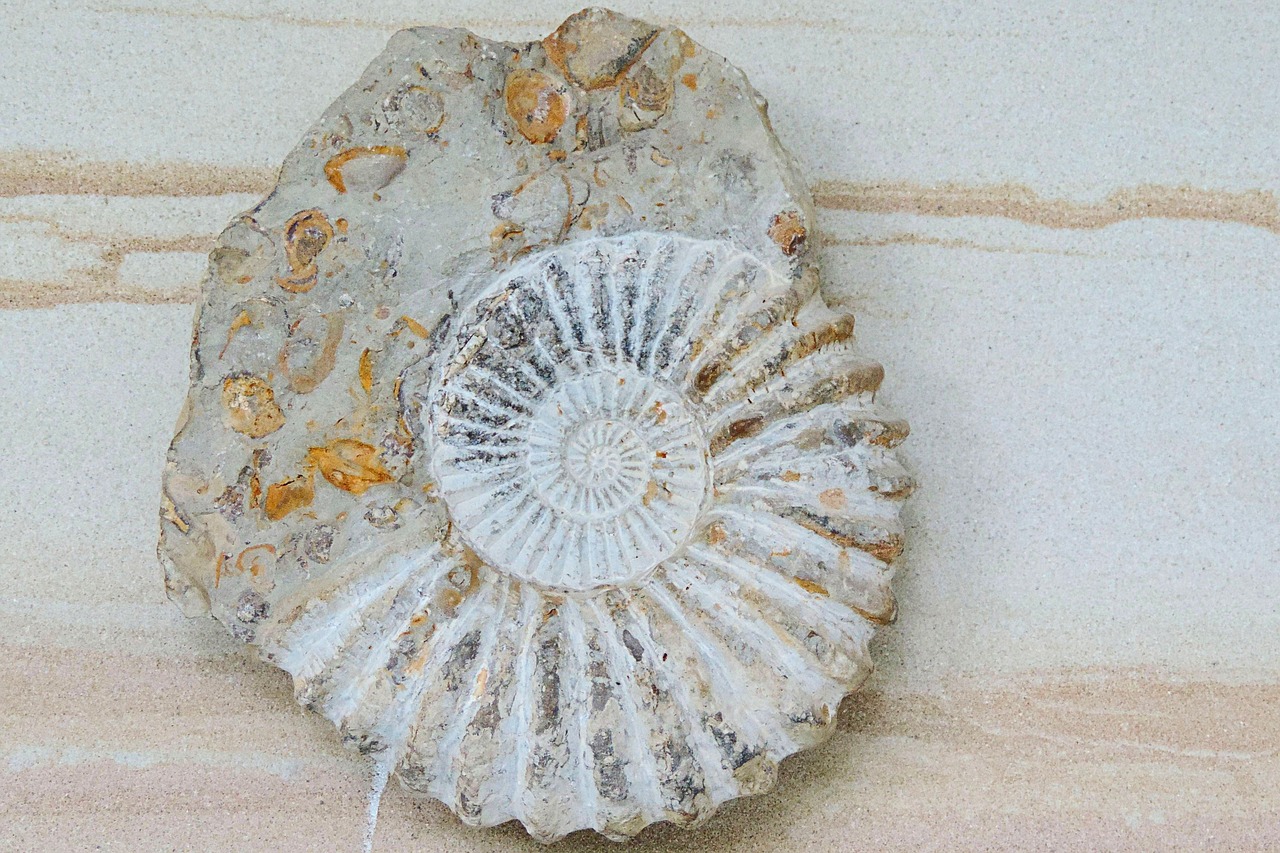 ammonit petrification prehistoric times free photo