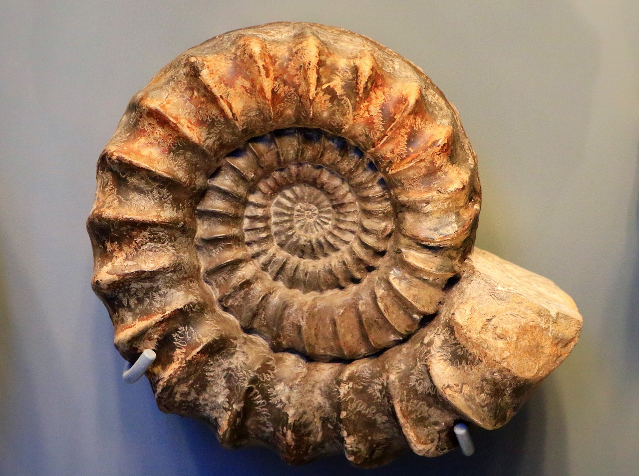 ammonit  petrification  fossil free photo