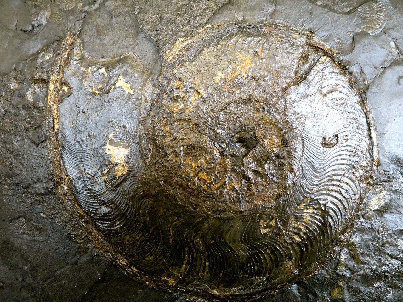 ammonit fossils petrification free photo