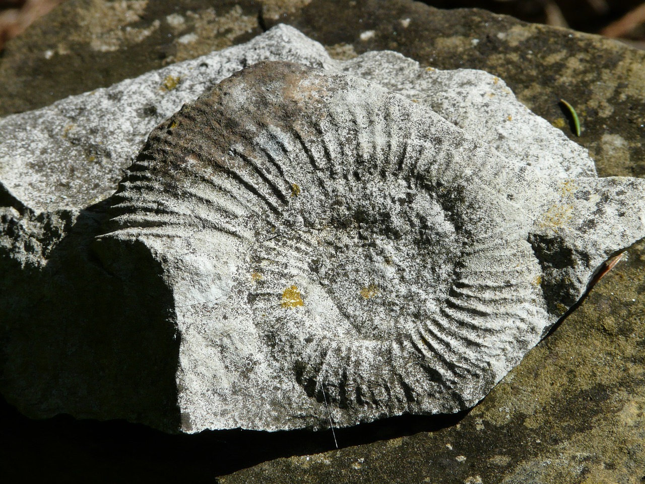 ammonit petrification snail free photo