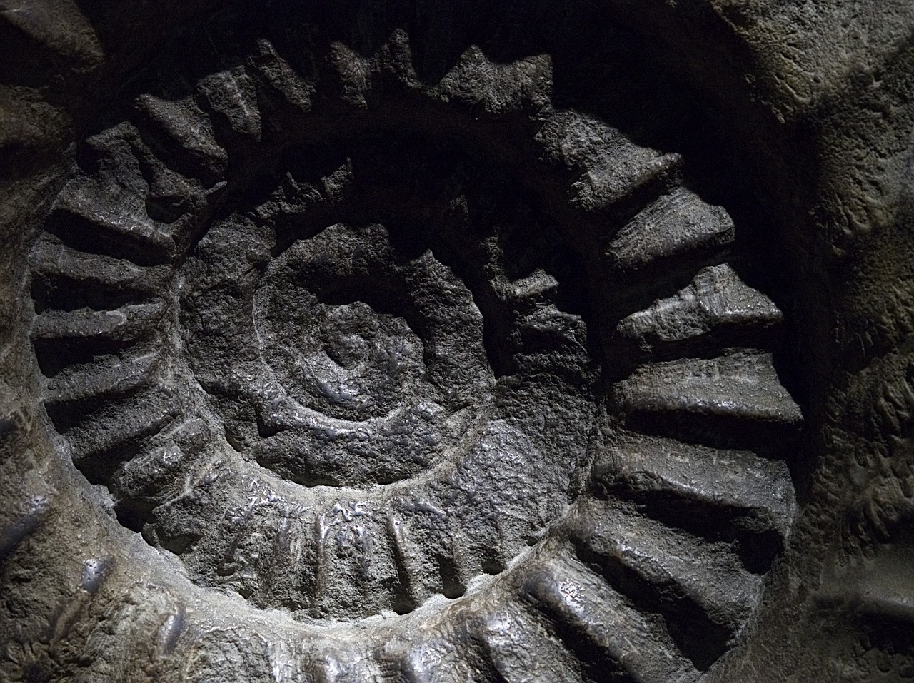 ammonite fossil shell free photo