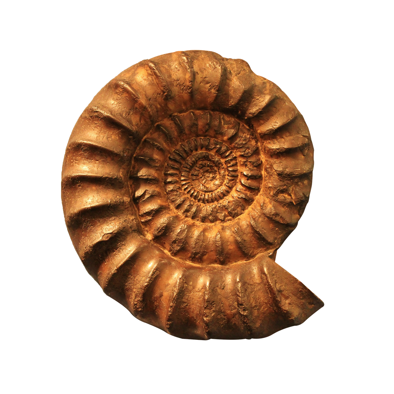 ammonite fossil png free photo