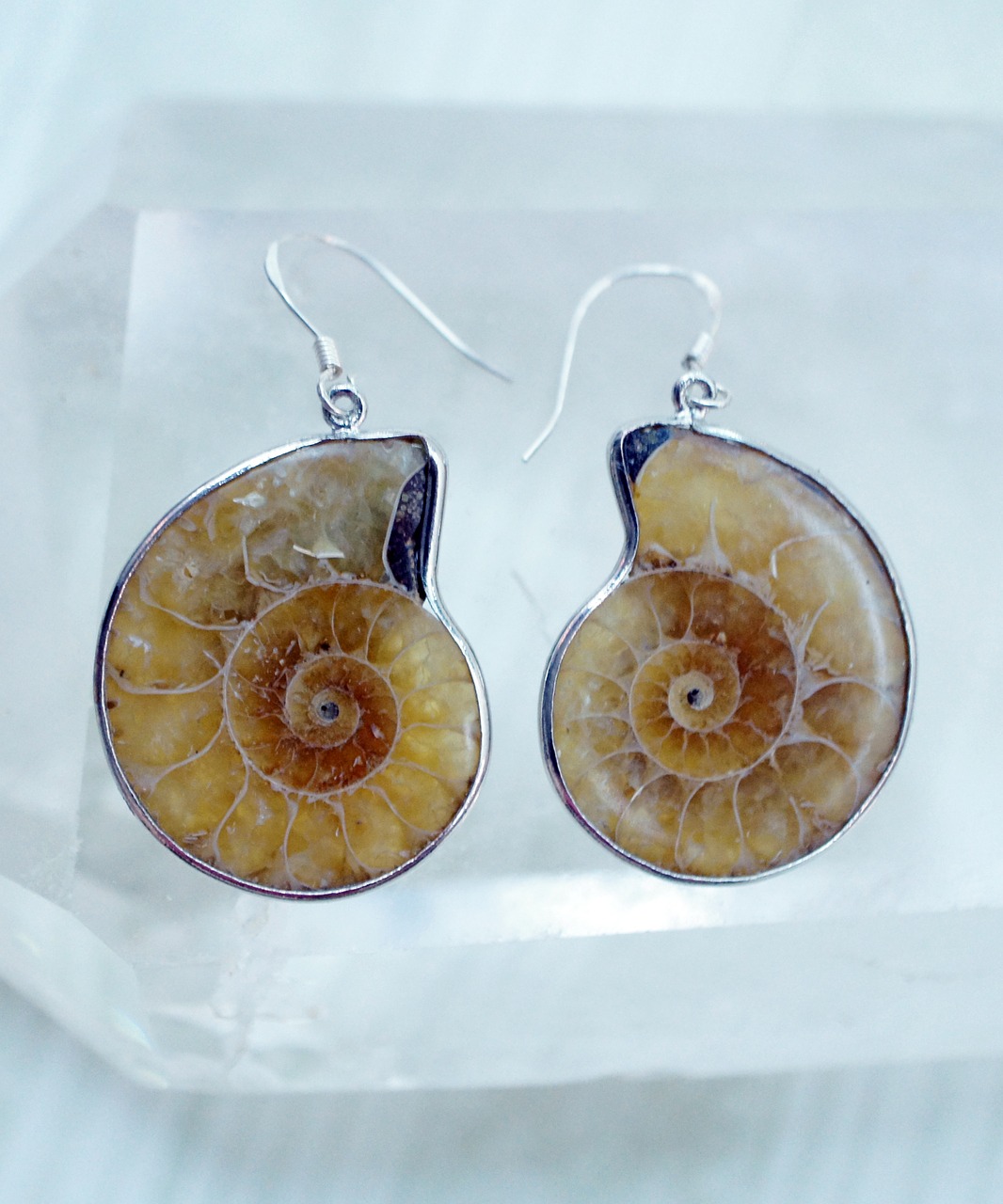 ammonite earrings sea free photo
