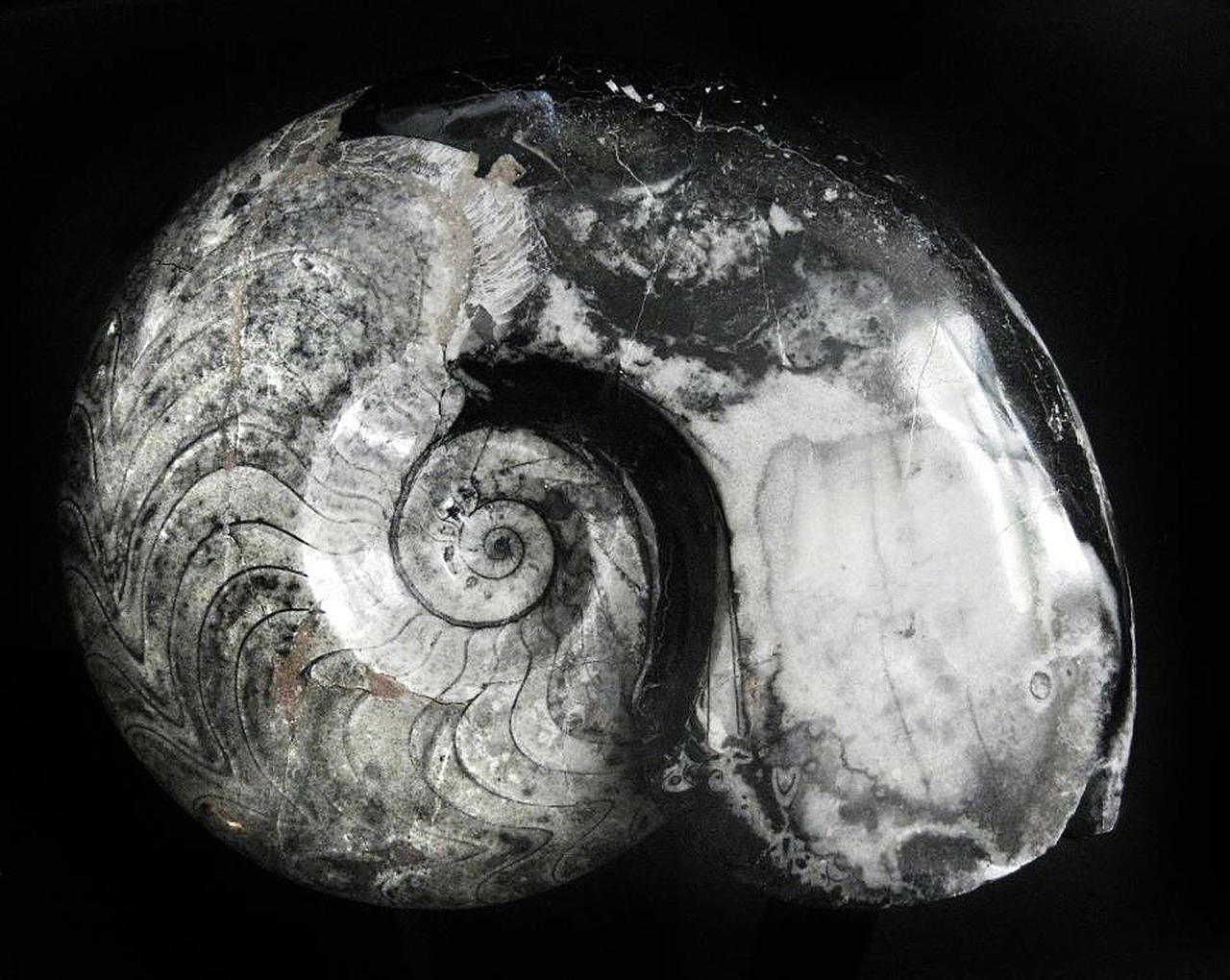 ammonite goniatitida devonian free photo