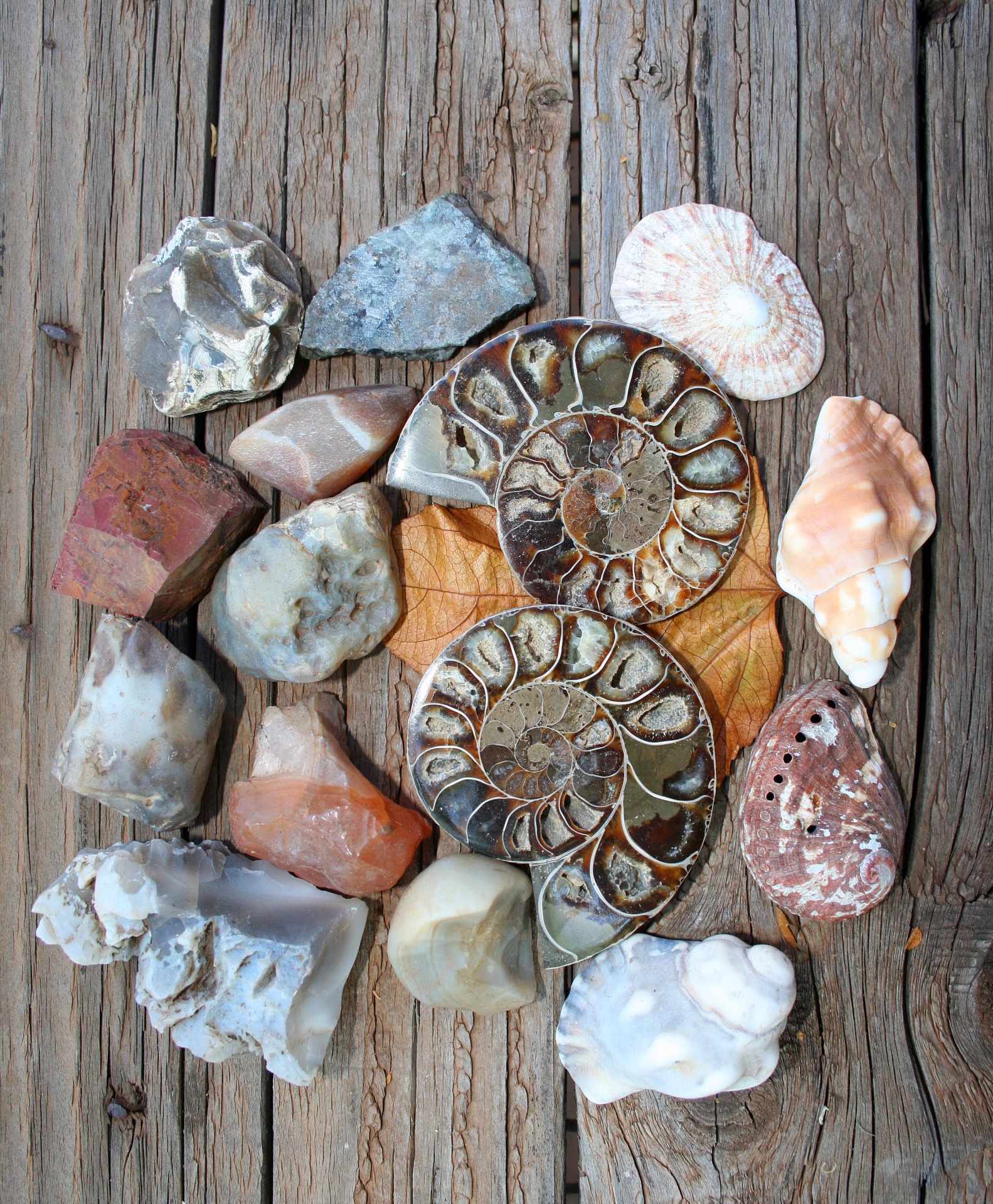 fossil ammonite shells free photo