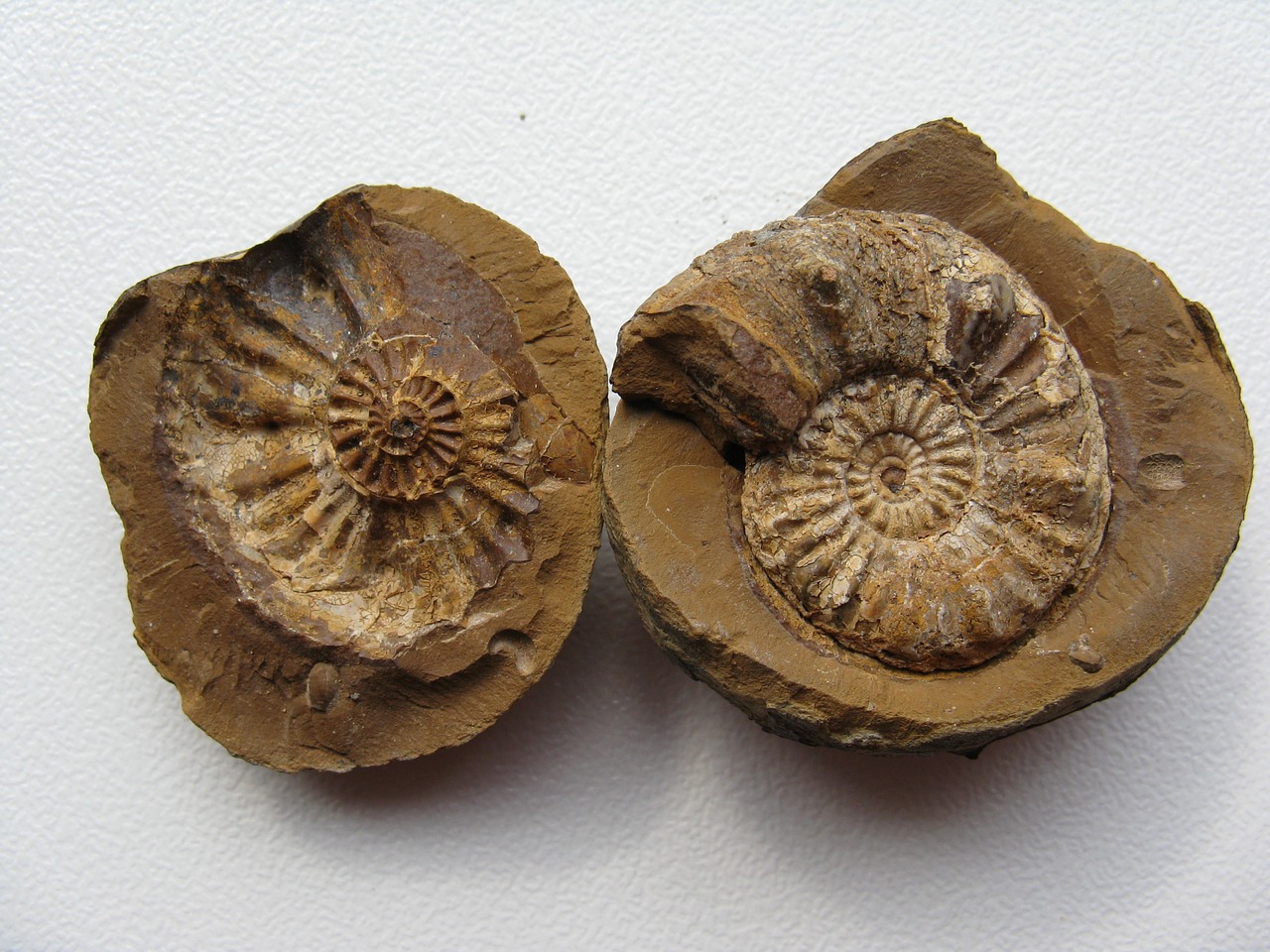ammonites fossils cephalopods free photo
