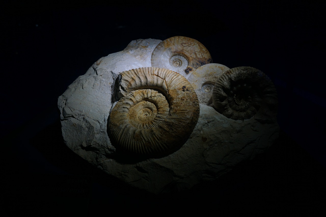 ammonites fossil museum free photo