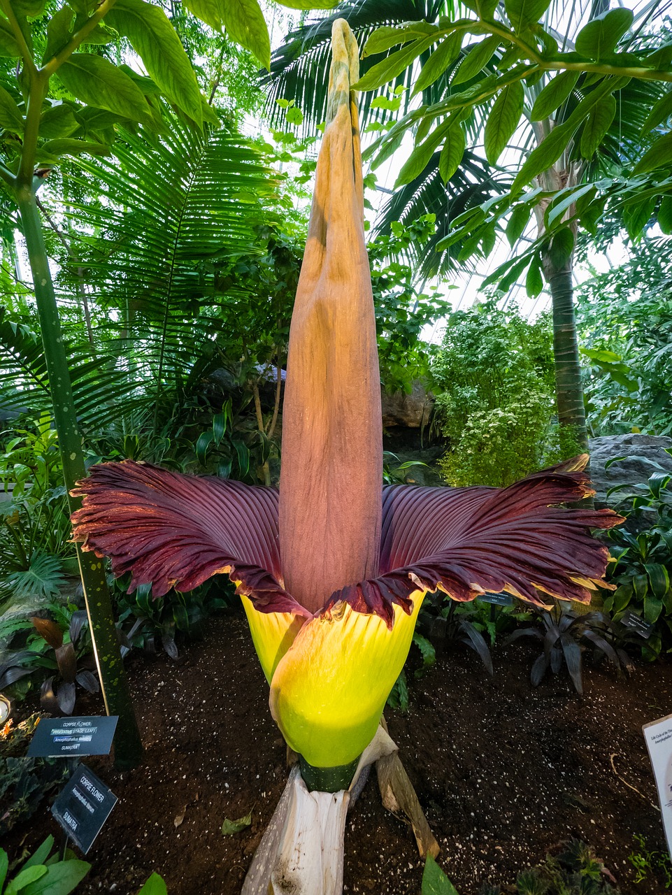 amorphophallus titanum the corpse flower titan konjac araceae free photo