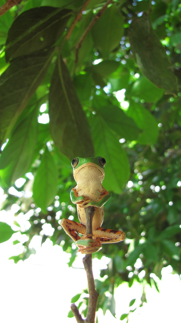 amphibian frog tree free photo