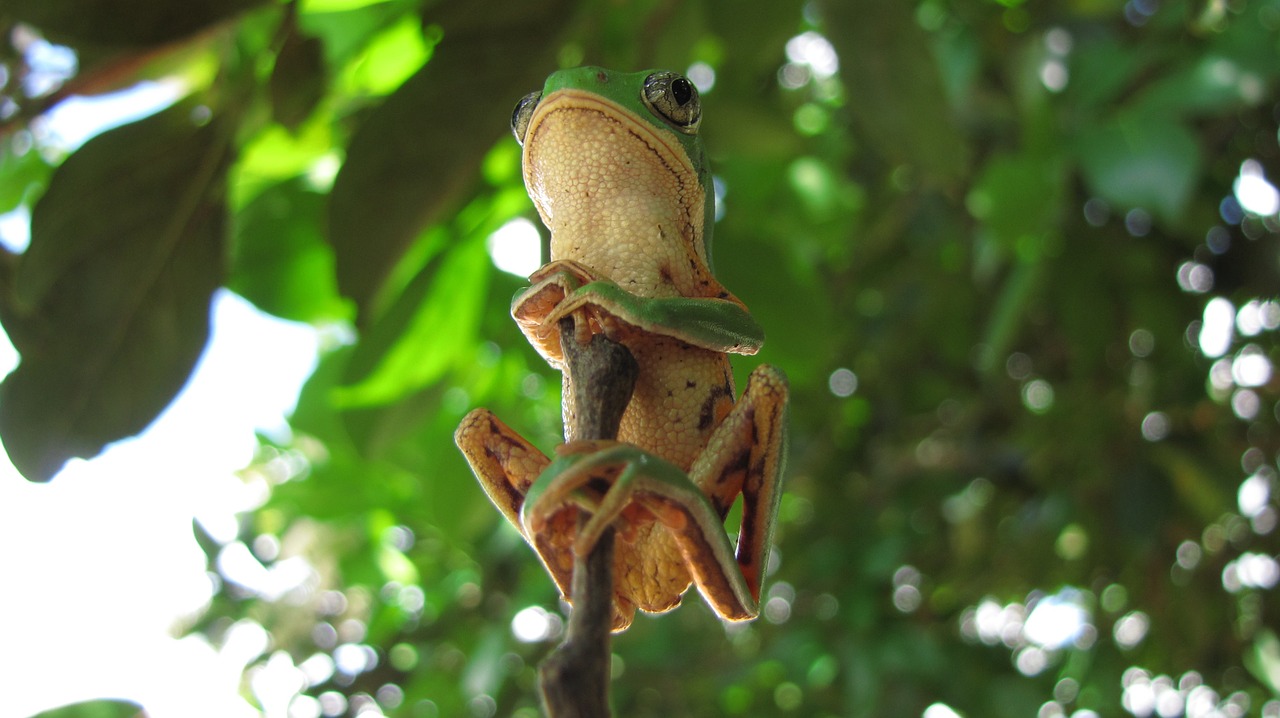 amphibian frog tree free photo